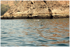Tarkarli Beach, Nivti Golden Rocks, Dolphins and Intuitive Processing