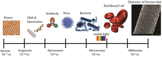Relative sizes of naturally occurring items. The nanometer length scale is a thousands times smaller then bacteria and ten million times smaller than the width of a human hair.