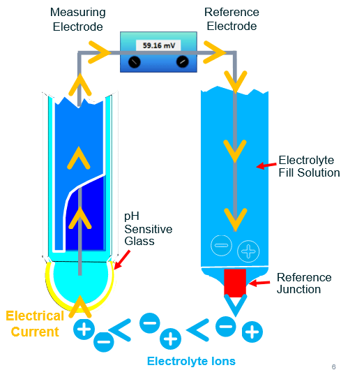 Anatomy of a pH sensor