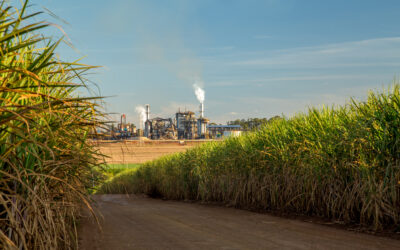 Increasing Efficiency in Sugar Production